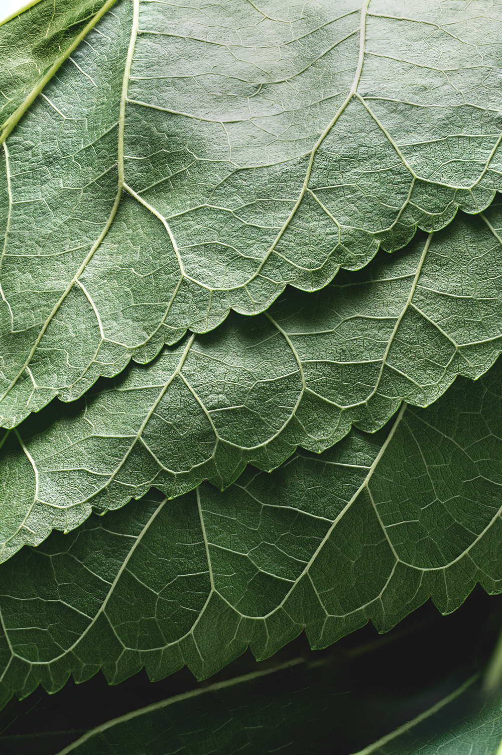 CHLOROPHYLLyll